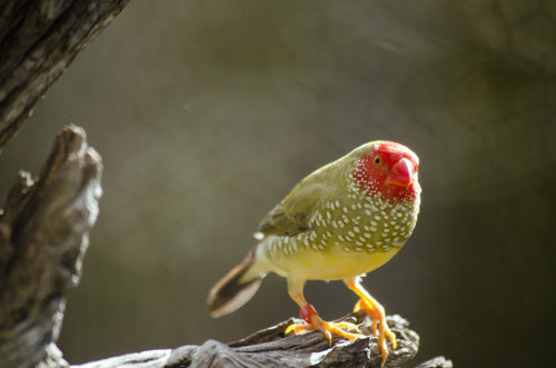 Star Finch ( Red Face )