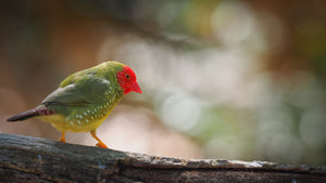 Star Finch ( Red Face )