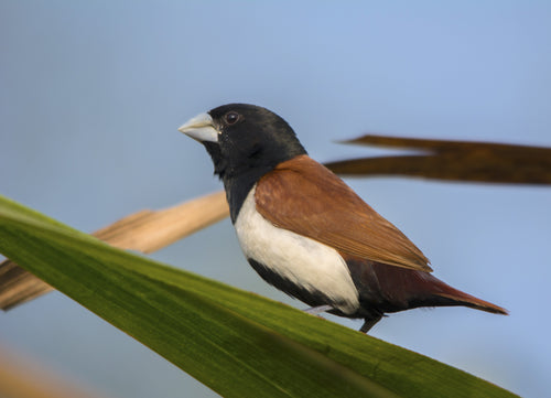 Tri-colored Mannikin