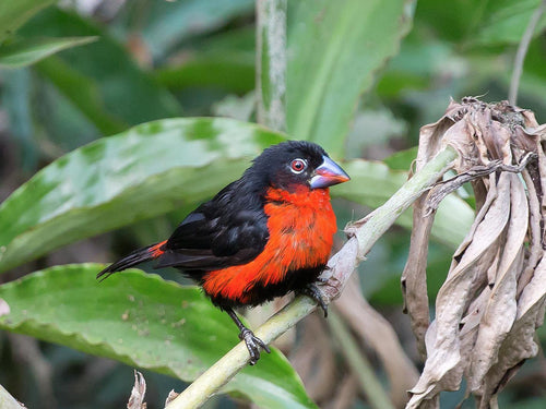 Western Bluebill