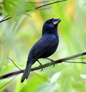 Blue-black Grosbeak