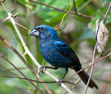 Load image into Gallery viewer, Blue-black Grosbeak