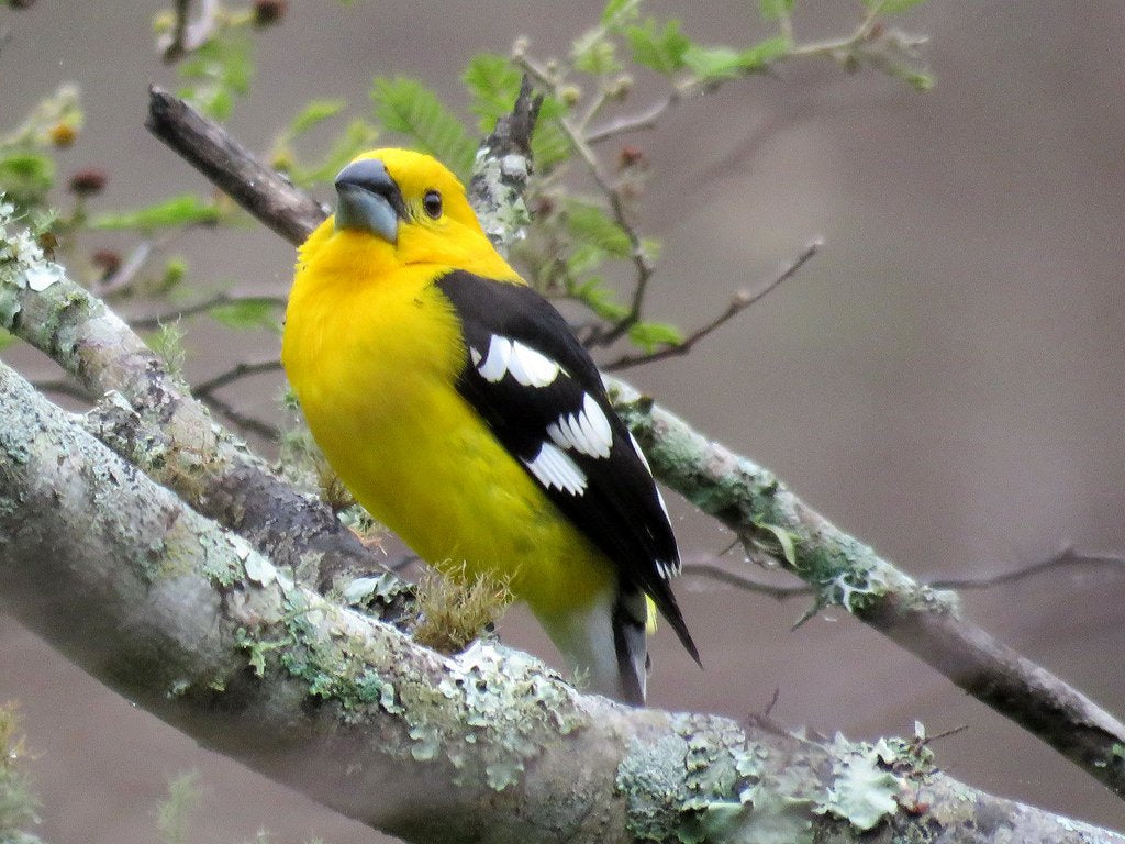 Golden Bellied Grosbeak