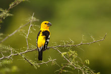 Load image into Gallery viewer, Golden Bellied Grosbeak