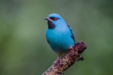 Load image into Gallery viewer, Blue Dacnis