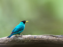 Load image into Gallery viewer, Green Honeycreeper