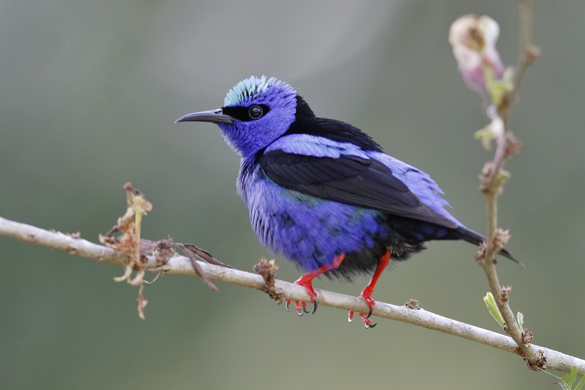 Red Legged Honeycreeper – AZ Birds