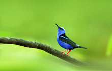 Load image into Gallery viewer, Red Legged Honeycreeper
