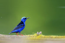 Load image into Gallery viewer, Red Legged Honeycreeper