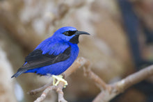 Load image into Gallery viewer, Yellow-legged Honeycreeper