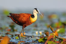 Load image into Gallery viewer, African Jacana
