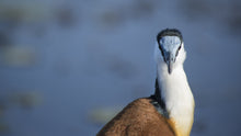 Load image into Gallery viewer, African Jacana