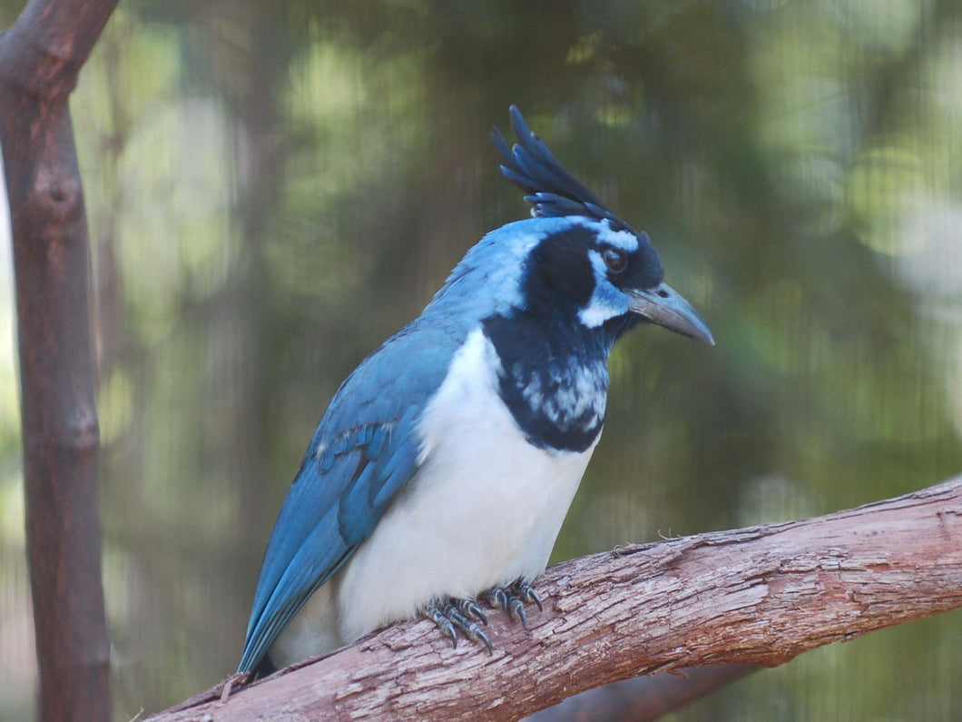 Black-throated Magpie Jay