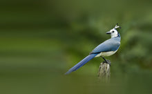 Load image into Gallery viewer, White-throated Magpie Jay