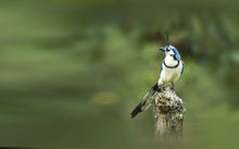 Load image into Gallery viewer, White-throated Magpie Jay