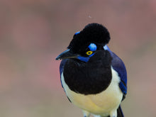 Load image into Gallery viewer, Plush-crested Jays