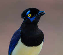 Load image into Gallery viewer, Plush-crested Jays