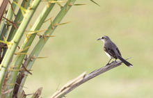 Load image into Gallery viewer, Tropical Mockingbird