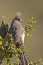 Load image into Gallery viewer, Mousebird (White-backed)