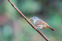 Load image into Gallery viewer, Brown-cheeked Fulvetta aka Brown-cheeked Alcippe