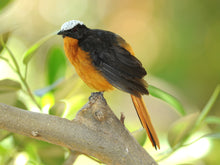 Load image into Gallery viewer, White-crowned Robin-chat