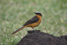 Load image into Gallery viewer, White-crowned Robin-chat