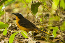Load image into Gallery viewer, Snowy-crowned Robin-chat