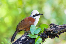 Load image into Gallery viewer, White Crested Laughing Thrush(surgically sexed)