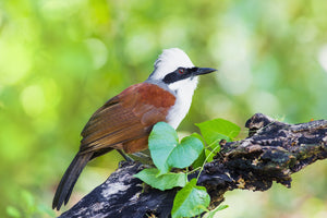 White Crested Laughing Thrush(surgically sexed)