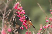 Load image into Gallery viewer, White-eared Sibia