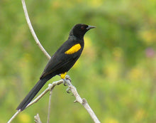 Load image into Gallery viewer, Epaulet Oriole