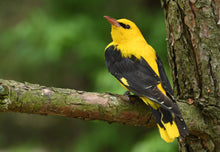 Load image into Gallery viewer, Eurasian Golden Oriole