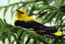Load image into Gallery viewer, Eurasian Golden Oriole