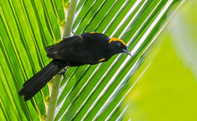 Load image into Gallery viewer, Moriche Oriole