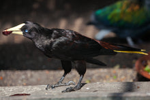 Load image into Gallery viewer, Crested Oropendola
