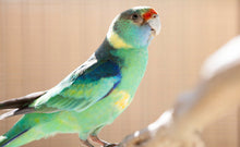Load image into Gallery viewer, Barnard’s Parakeet