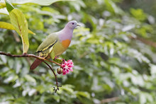 Load image into Gallery viewer, Pink-necked Green Pigeon