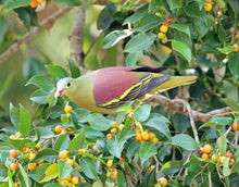 Load image into Gallery viewer, Thick-billed Green Pigeon