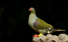 Load image into Gallery viewer, African Green Pigeon