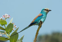 Load image into Gallery viewer, Abyssinian Roller