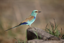 Load image into Gallery viewer, Abyssinian Roller