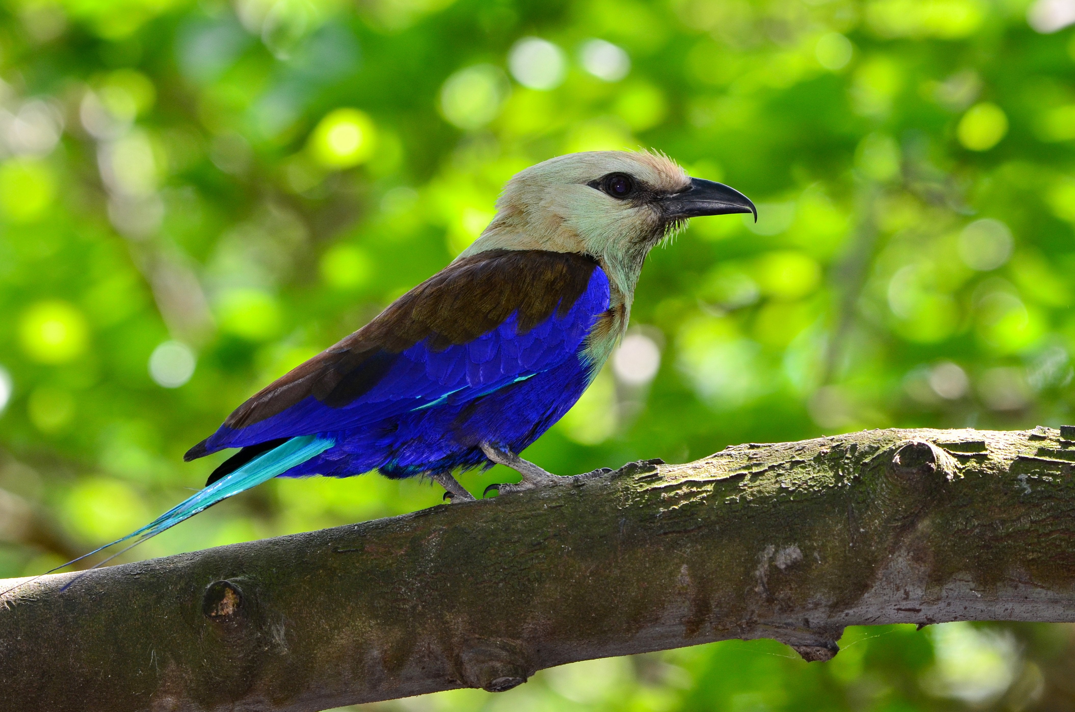 Blue Bellied Roller – AZ Birds