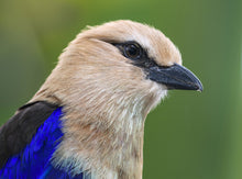 Load image into Gallery viewer, Blue Bellied Roller