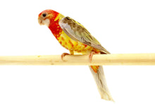 Load image into Gallery viewer, Rubino Golden-mantled Rosella