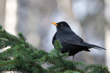 Load image into Gallery viewer, Eurasian Blackbird