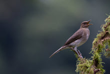 Load image into Gallery viewer, Great Thrush