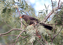 Load image into Gallery viewer, Great Thrush