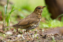 Load image into Gallery viewer, Song Thrush