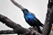 Load image into Gallery viewer, Lesser Blue Eared Glossy Starling