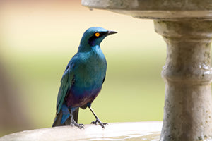Lesser Blue Eared Glossy Starling